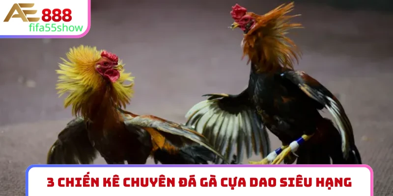 Tuyển chọn đá gà cựa dao