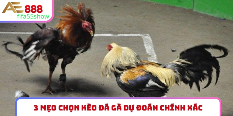 3 mẹo chọn kèo đá gà dự đoán chính xác