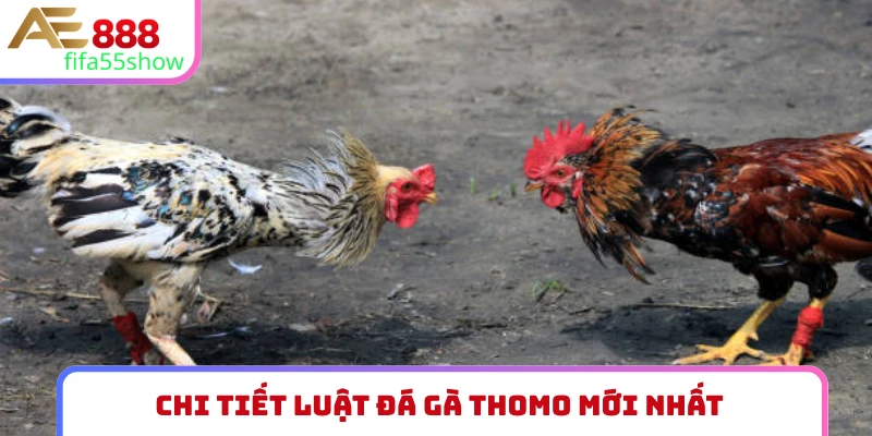 Chi tiết luật đá gà Thomo mới nhất