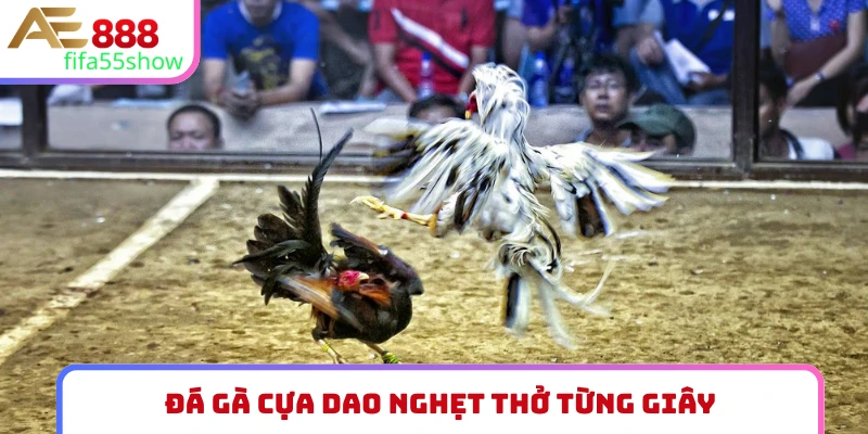 3 chiến kê chuyên đá gà cựa dao siêu hạng
