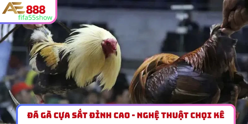 Đá gà cựa sắt