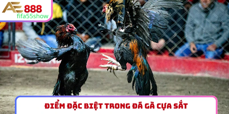 Điểm đặc biệt trong đá gà cựa sắt