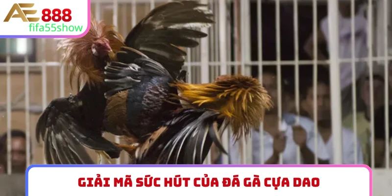 Giải mã sức hút của đá gà cựa dao