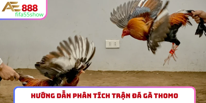 Hướng dẫn phân tích trận đá gà Thomo