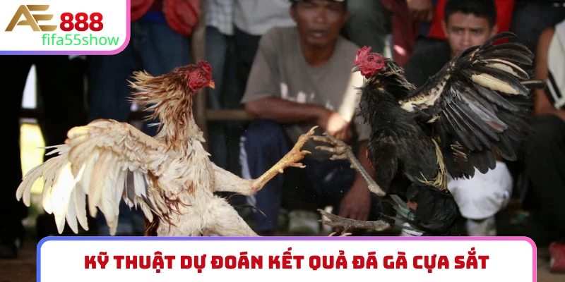 Kỹ thuật dự đoán kết quả đá gà cựa sắt