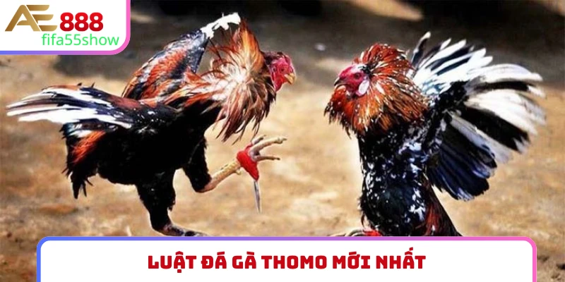 luật đá gà thomo