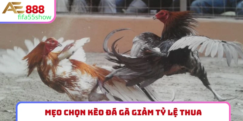 mẹo chọn kèo đá gà