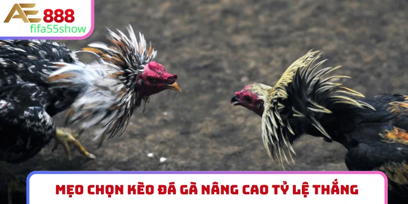 Mẹo chọn kèo đá gà giảm tỷ lệ thua