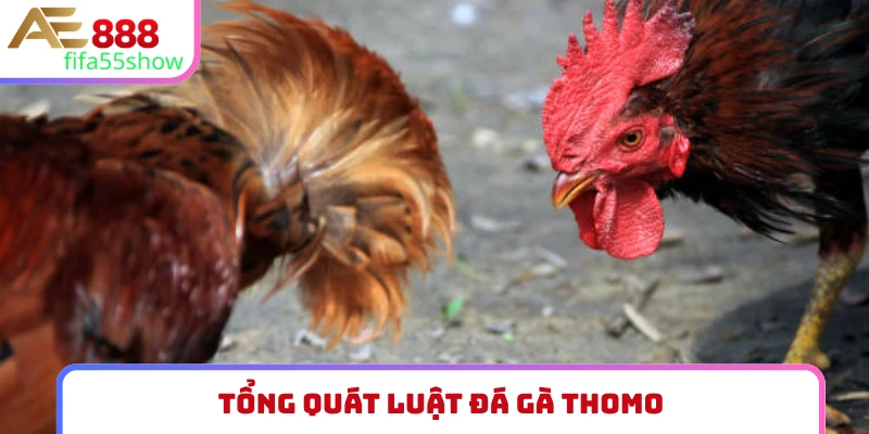 Tổng quát luật đá gà Thomo