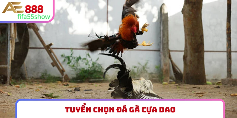 Đá gà cựa dao