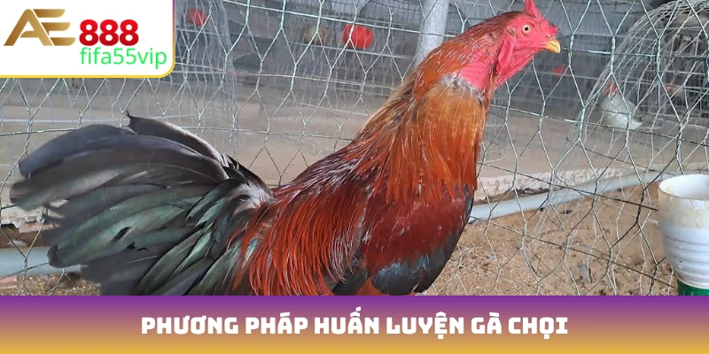 Phương pháp huấn luyện gà chọi