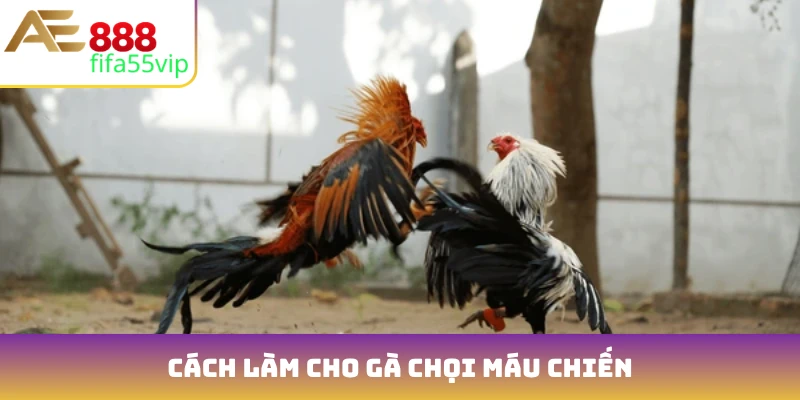 cách làm cho gà chọi máu chiến