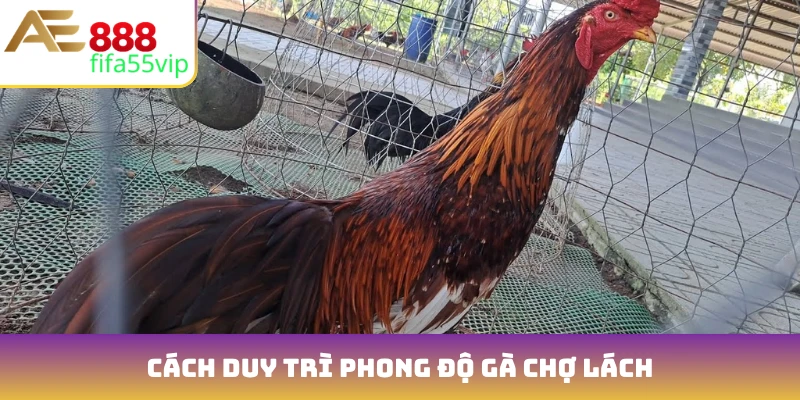 Cách duy trì phong độ Gà Chợ Lách