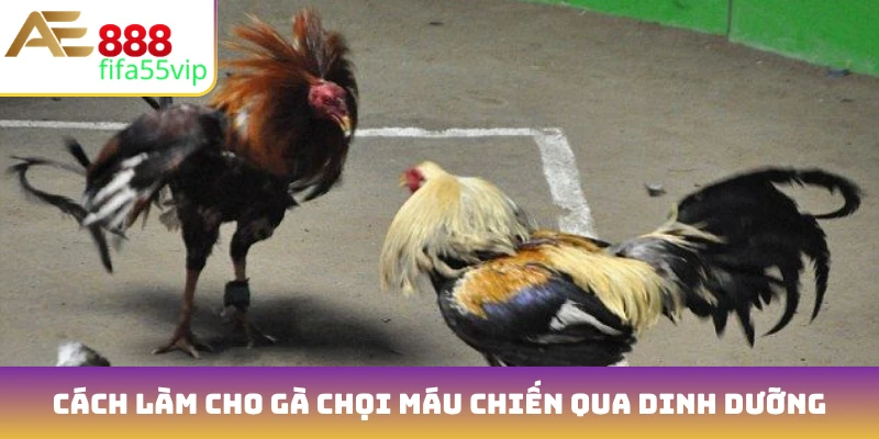 Cách làm cho gà chọi máu chiến qua chế độ dinh dưỡng