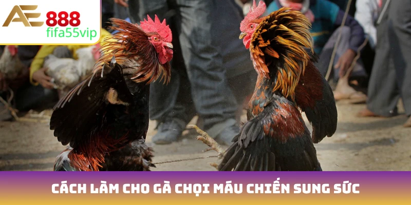 Cách làm cho gà chọi máu chiến sung sức