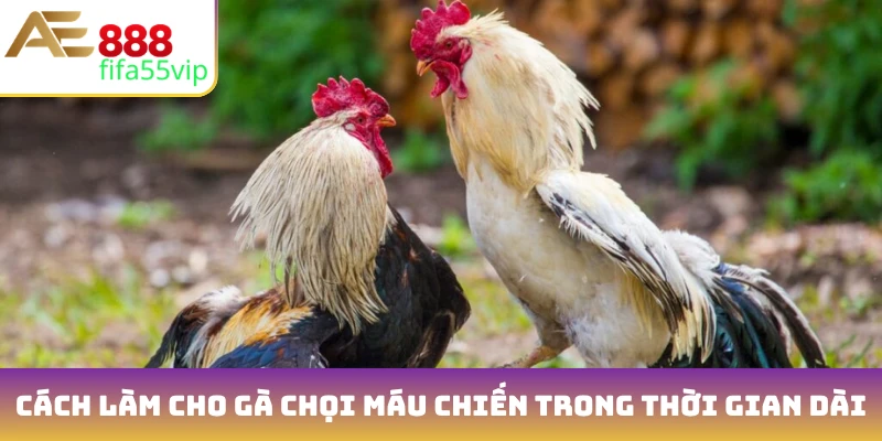 Cách làm cho gà chọi máu chiến trong thời gian dài