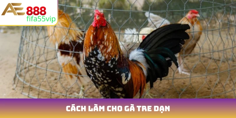 cách làm cho gà tre dạn