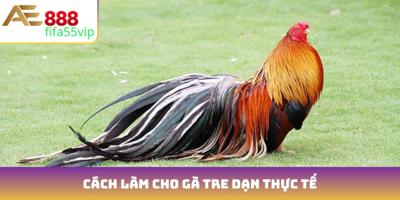 Cách làm cho gà tre dạn thực tế