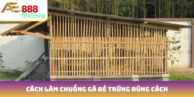 Cách làm chuồng gà đẻ trứng đúng cách