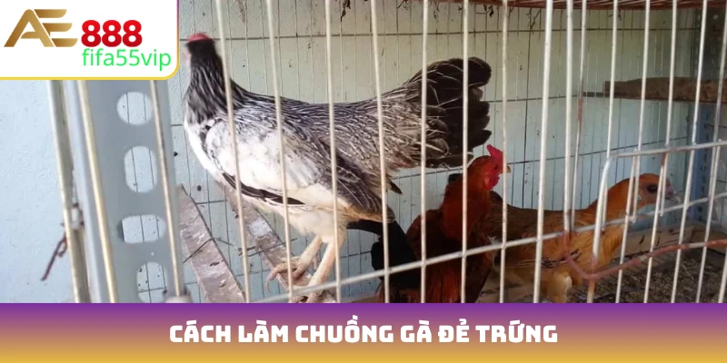 cách làm chuồng gà đẻ trứng