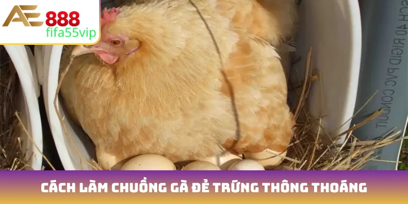 Cách làm chuồng gà đẻ trứng thông thoáng, đủ ánh sáng