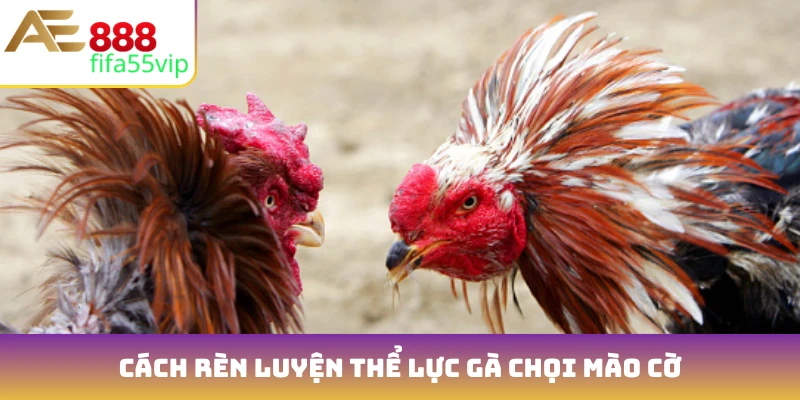 Cách rèn luyện thể lực gà chọi mào cờ
