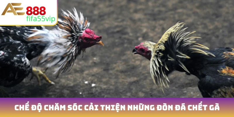 Chế độ chăm sóc cải thiện những đòn đá chết gà