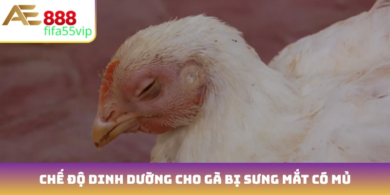 Chế độ dinh dưỡng cho gà bị sưng mắt có mủ