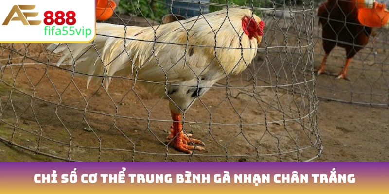 Chỉ số cơ thể trung bình gà nhạn chân trắng
