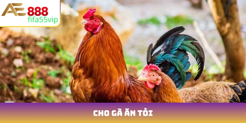 cho gà ăn tỏi