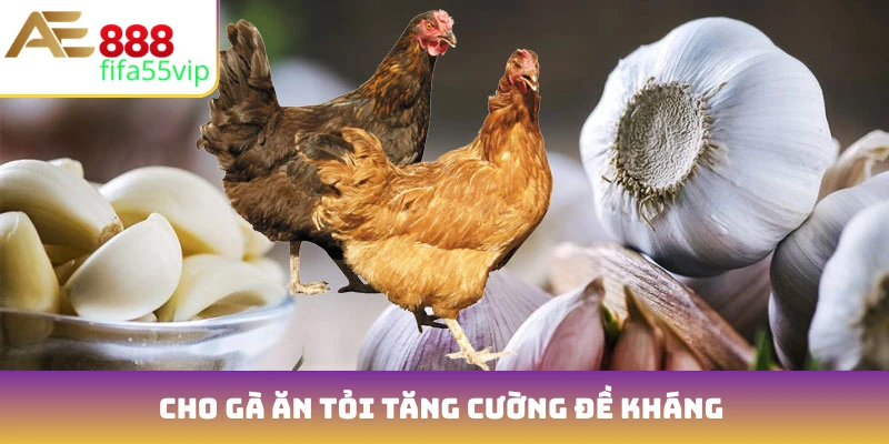 Cho gà ăn tỏi tăng cường đề kháng