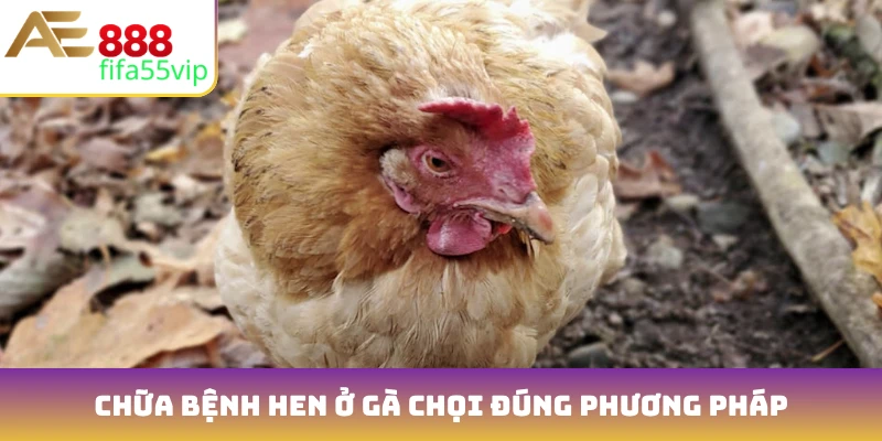 Chữa bệnh hen ở gà chọi đúng phương pháp