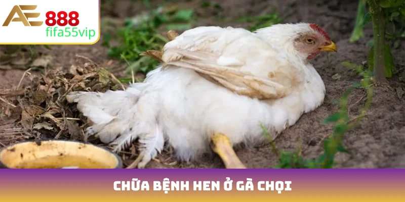 chữa bệnh hen ở gà chọi