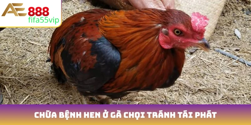 Chữa bệnh hen ở gà chọi tránh tái phát