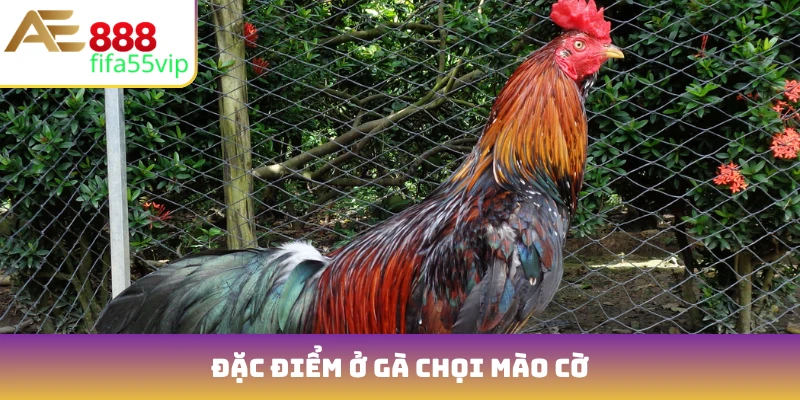Đặc điểm ở gà chọi mào cờ