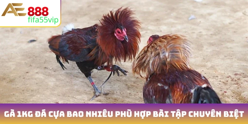 Gà 1kg đá cựa bao nhiêu phù hợp bài tập chuyên biệt