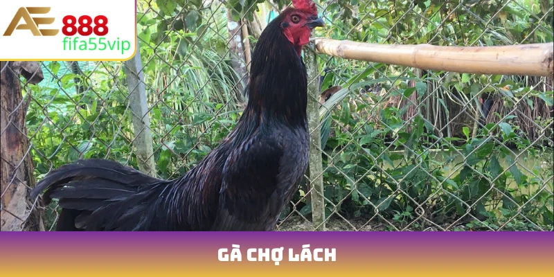 ga cho lach