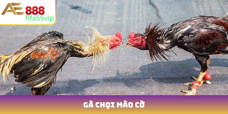 gà chọi mào cờ
