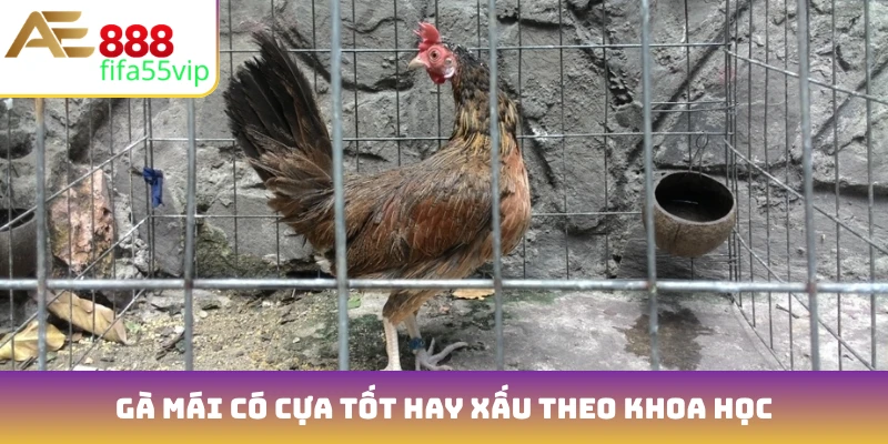 Gà mái có cựa tốt hay xấu theo khoa học