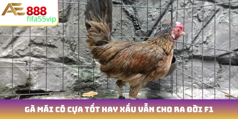 Gà mái có cựa tốt hay xấu vẫn cho ra đời F1 siêu hạng