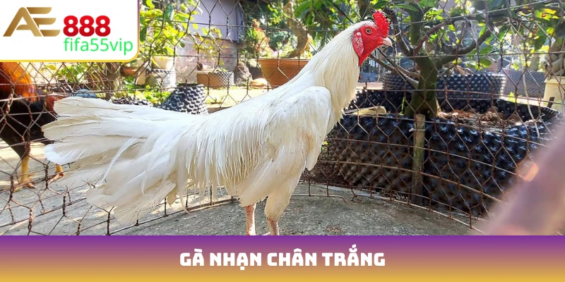 gà nhạn chân trắng