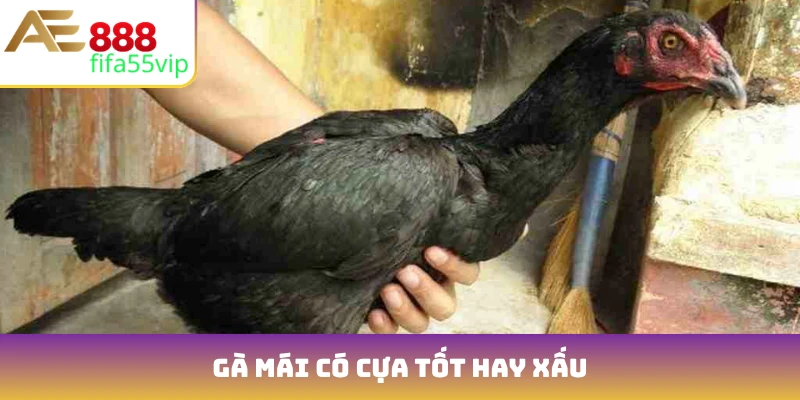 gà mái có cựa tốt hay xấu