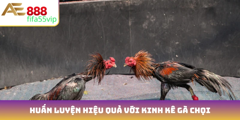 Huấn luyện hiệu quả với kinh kê gà chọi