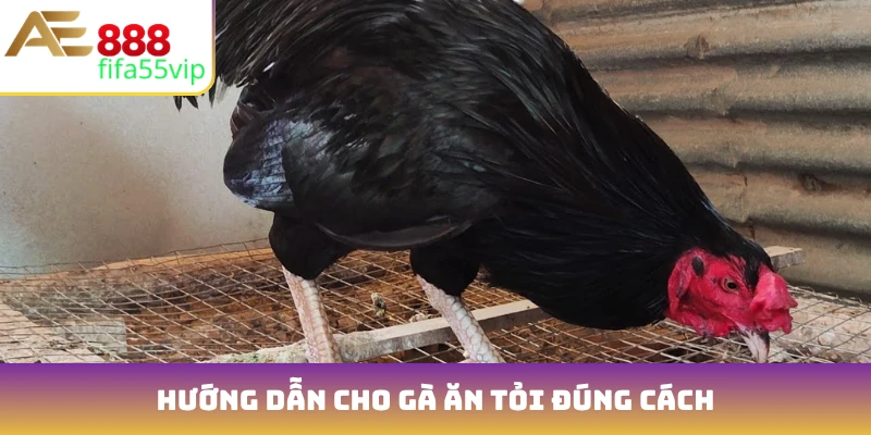 Hướng dẫn cho gà ăn tỏi đúng cách
