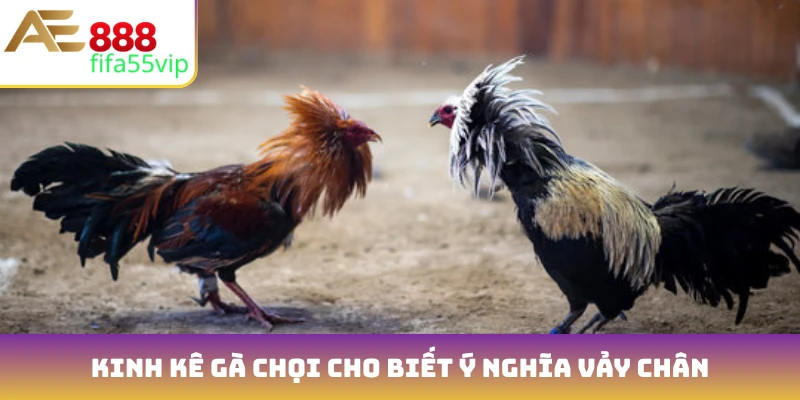 Kinh kê gà chọi cho biết ý nghĩa vảy chân