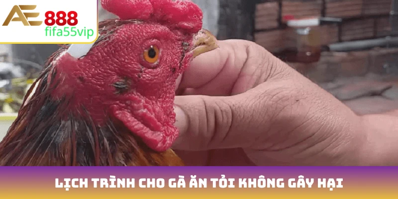 Lịch trình cho gà ăn tỏi không gây hại