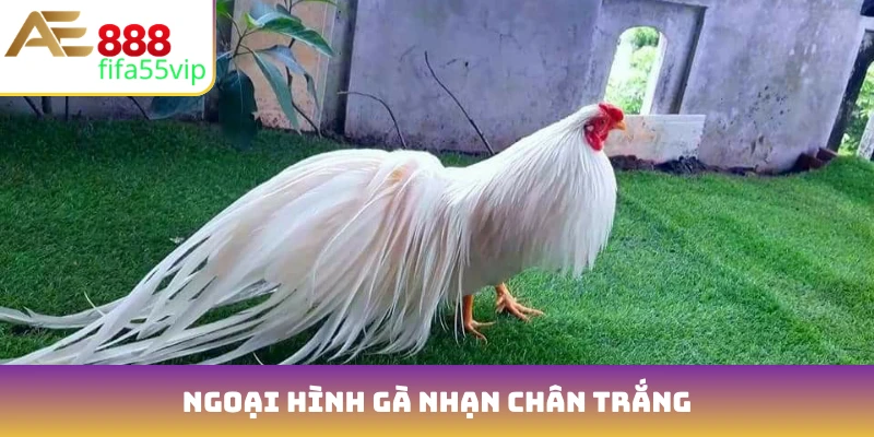 Ngoại hình gà nhạn chân trắng