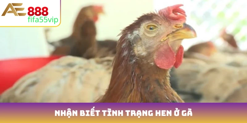 Nhận biết tình trạng hen ở gà