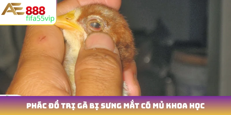Phác đồ trị gà bị sưng mắt có mủ khoa học