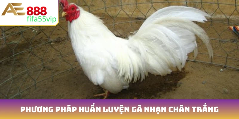 Phương pháp huấn luyện gà nhạn chân trắng